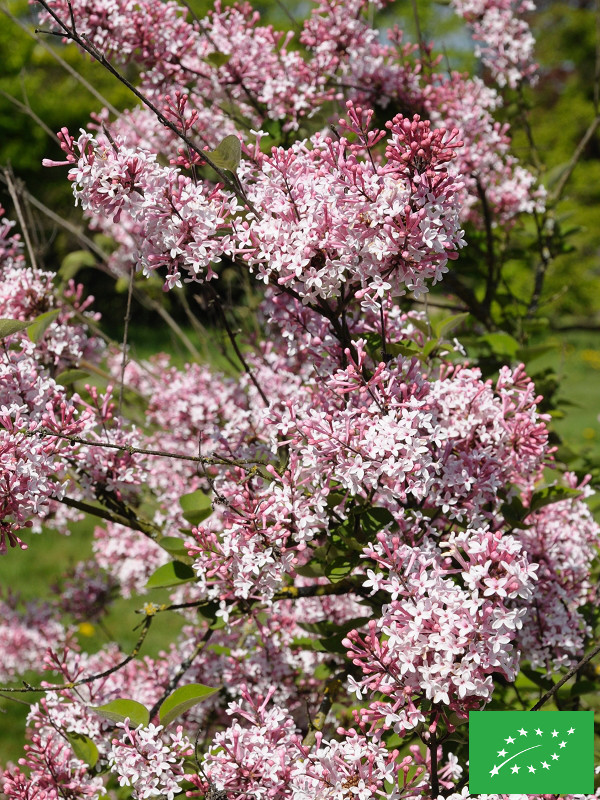 Lilas à Petites Feuilles 'Josée'