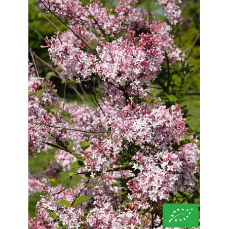 Lilas à Petites Feuilles 'Josée'