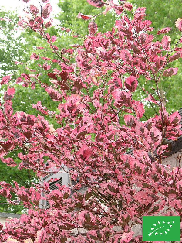 Hêtre à feuilles tricolores