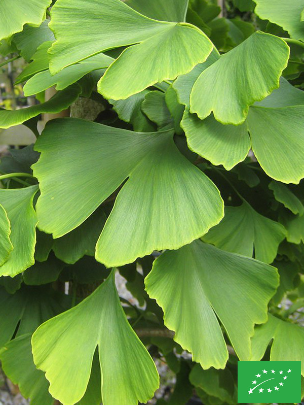 Ginkgo biloba