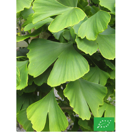 Ginkgo biloba