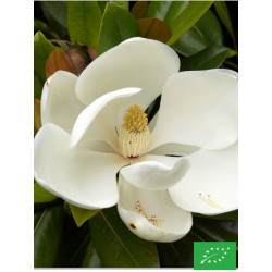 Magnolia à Grandes Fleurs...