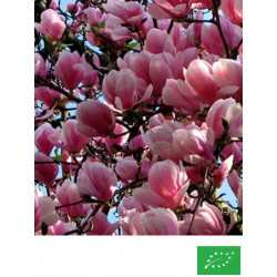 Magnolia de Soulange 'Lennei'