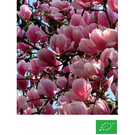 Magnolia de Soulange 'Lennei'