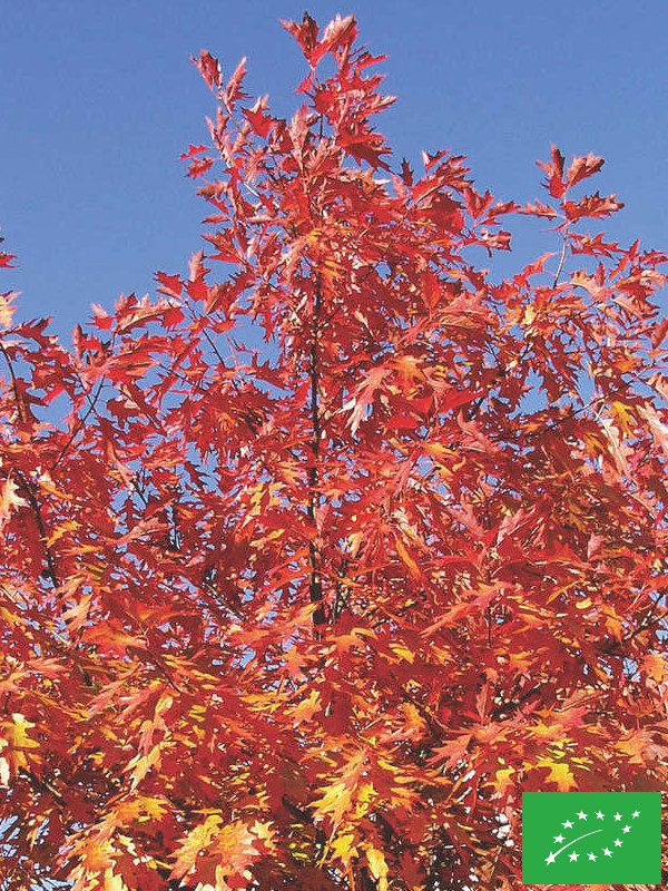 Chêne rouge d'Amérique