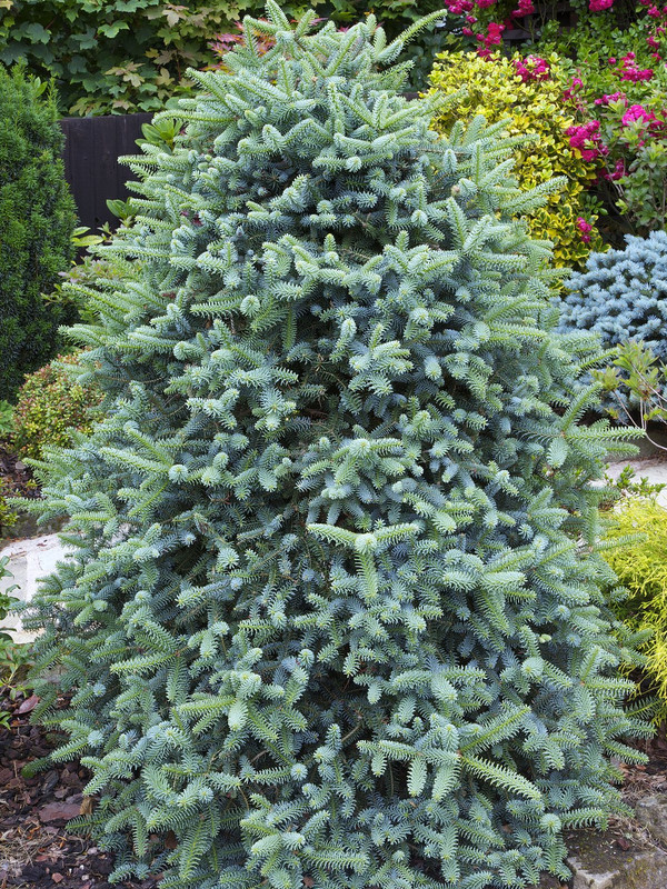 Sapin d'Espagne bleu