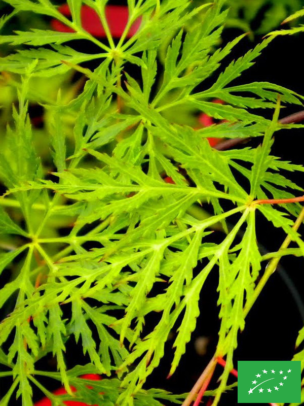 Erable du Japon 'Dissectum Emerald Lace'