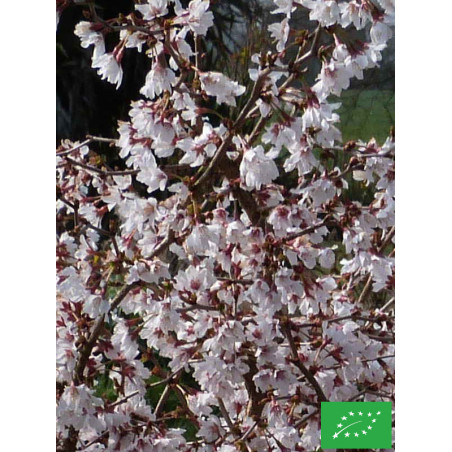 Cerisier du Japon 'Kojo-no-mai'