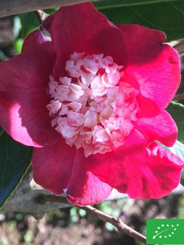 Camélia du Japon 'Bokuhan'